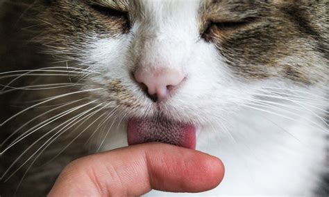 pussy cat licking